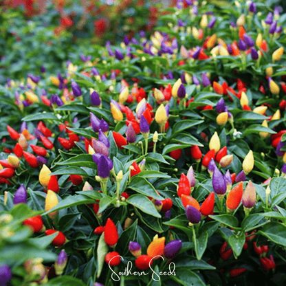 Ornamental Pepper Mix | 30 Seeds