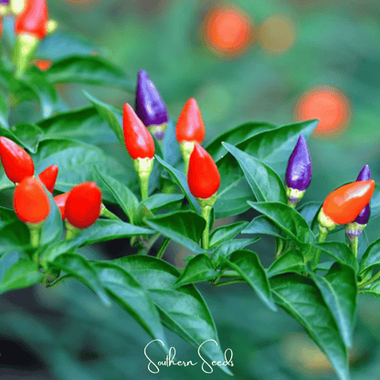 Ornamental Pepper Mix | 30 Seeds