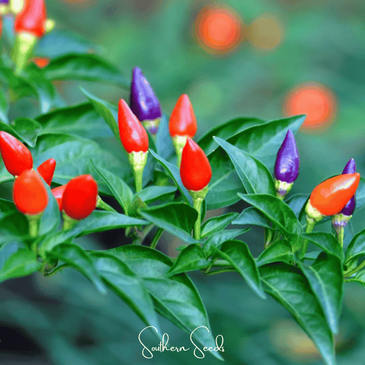 Ornamental Pepper Mix | 30 Seeds