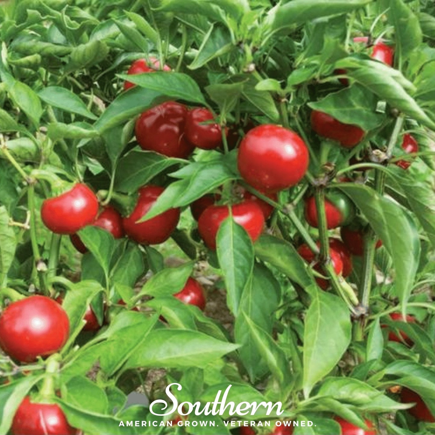 Red Hot Cherry Pepper | 25 Seeds