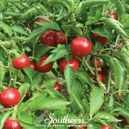 Red Hot Cherry Pepper | 25 Seeds