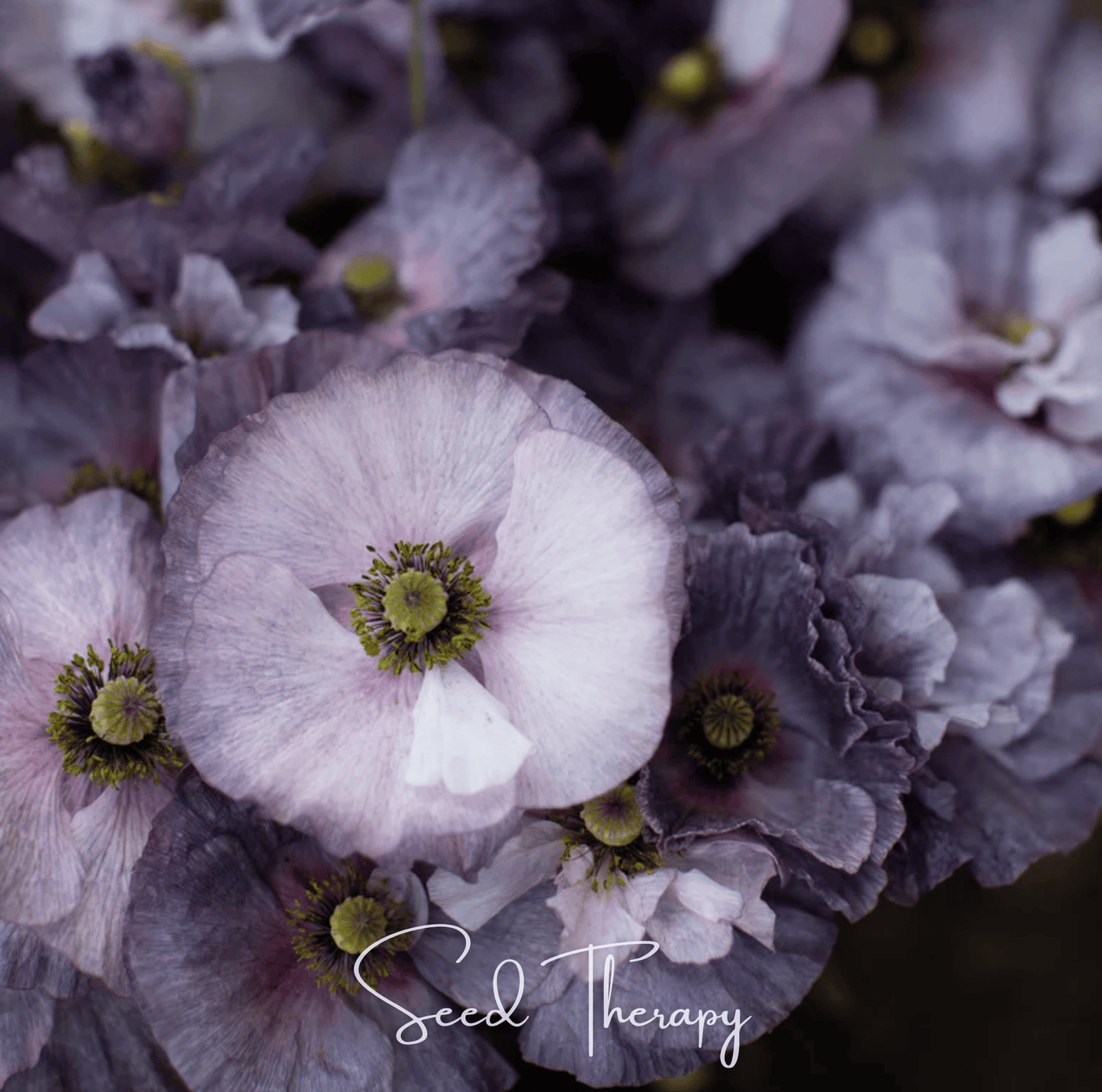Amazing Grey Poppy | 25 Seeds