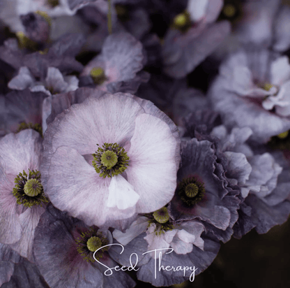 Amazing Grey Poppy | 25 Seeds