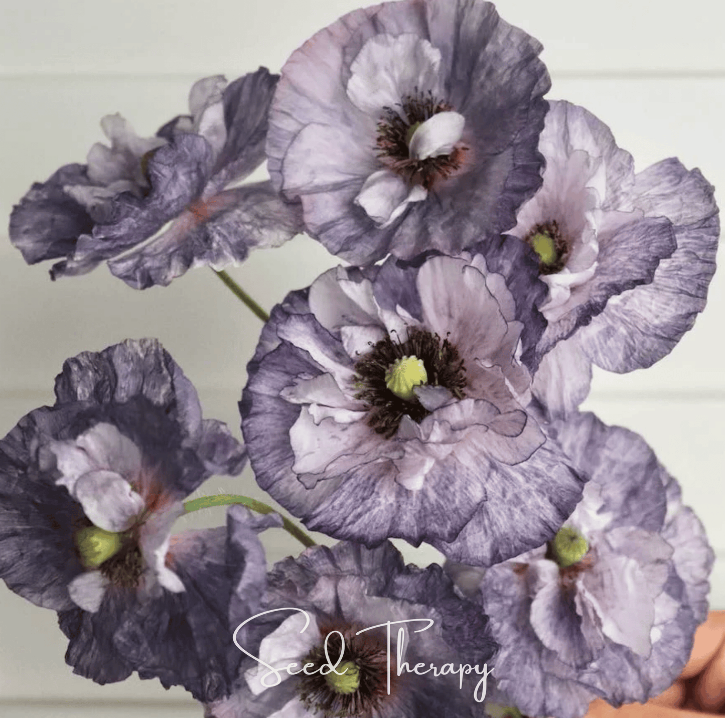 Amazing Grey Poppy | 25 Seeds