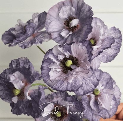 Amazing Grey Poppy | 25 Seeds