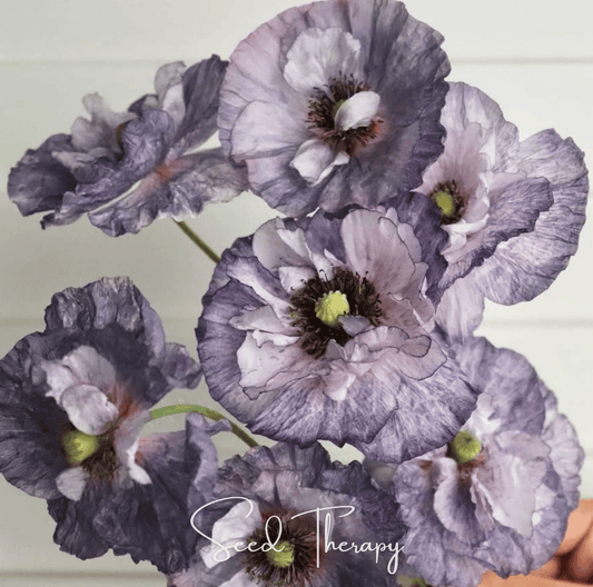 Amazing Grey Poppy | 25 Seeds
