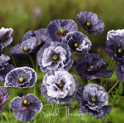 Amazing Grey Poppy | 25 Seeds