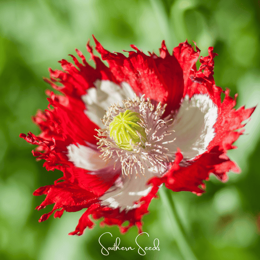 Danish Flag Poppy | 100 Seeds