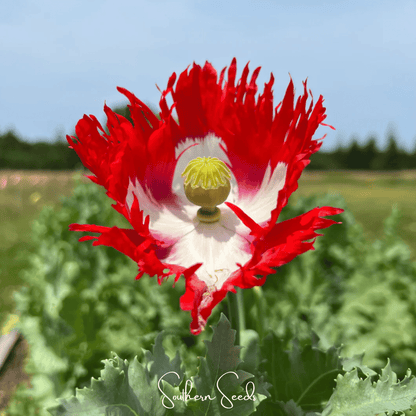 Danish Flag Poppy | 100 Seeds