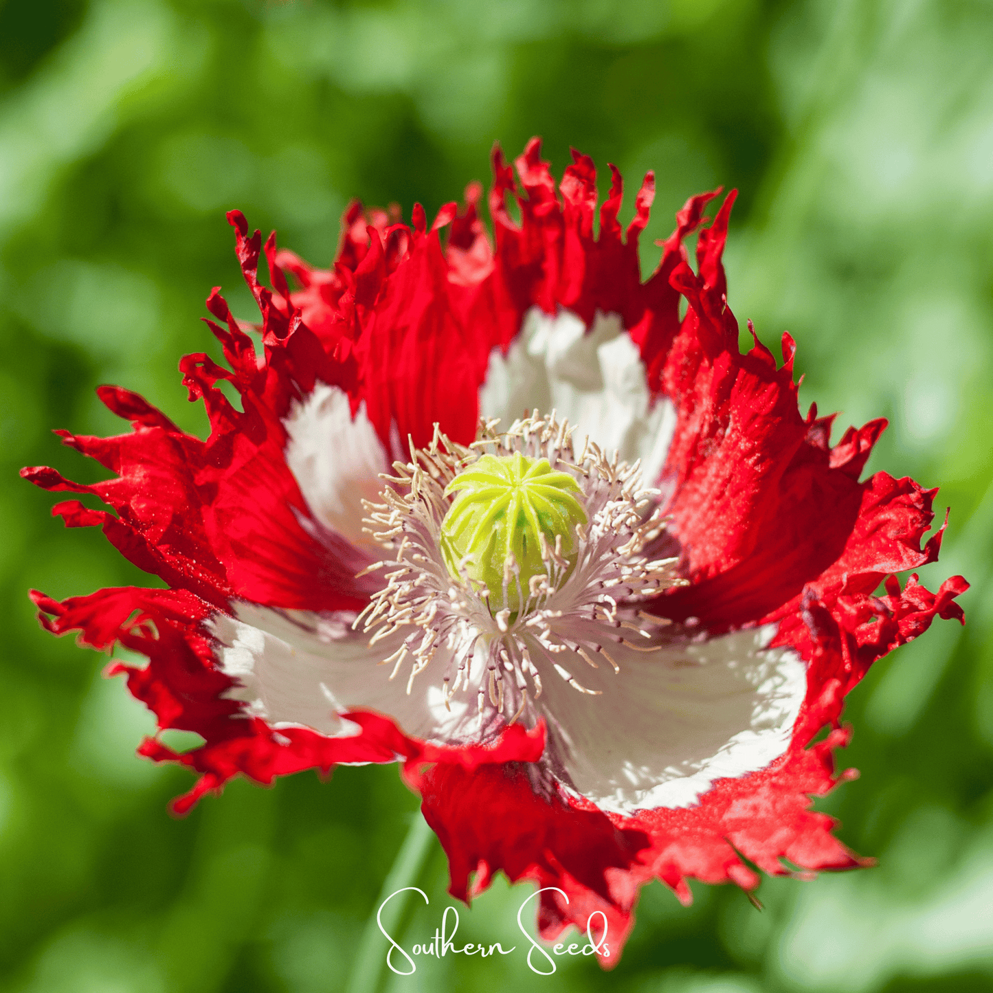 Danish Flag Poppy | 100 Seeds