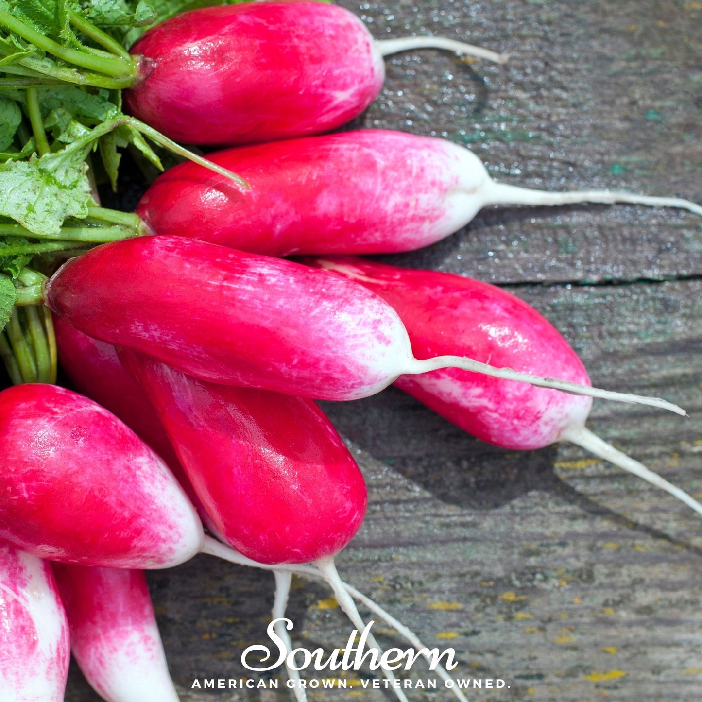 French Breakfast Radish | 250 Seeds
