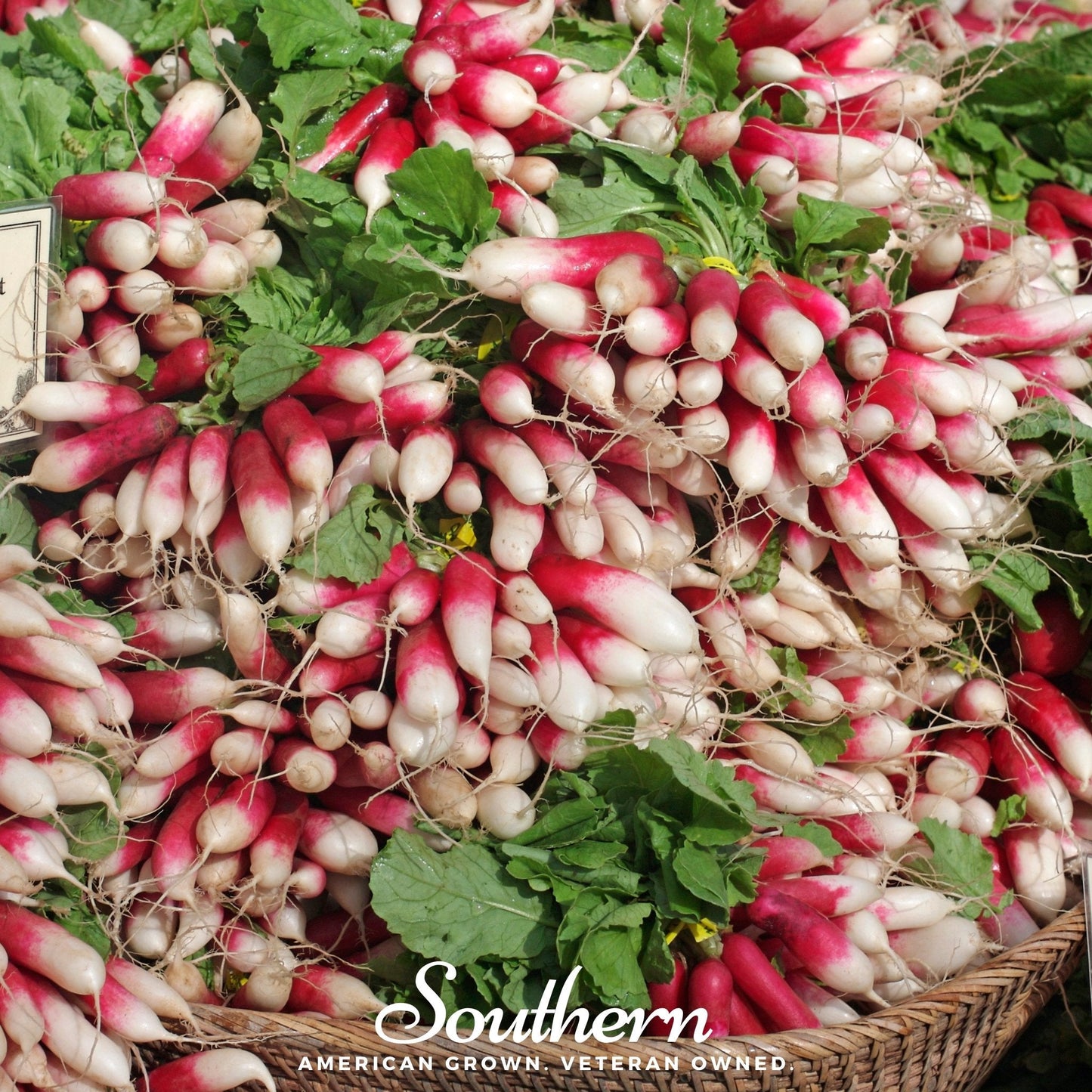 French Breakfast Radish | 250 Seeds