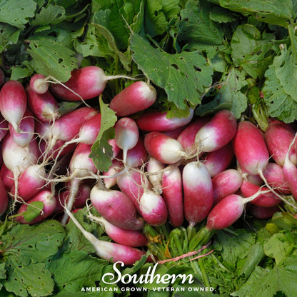 French Breakfast Radish | 250 Seeds