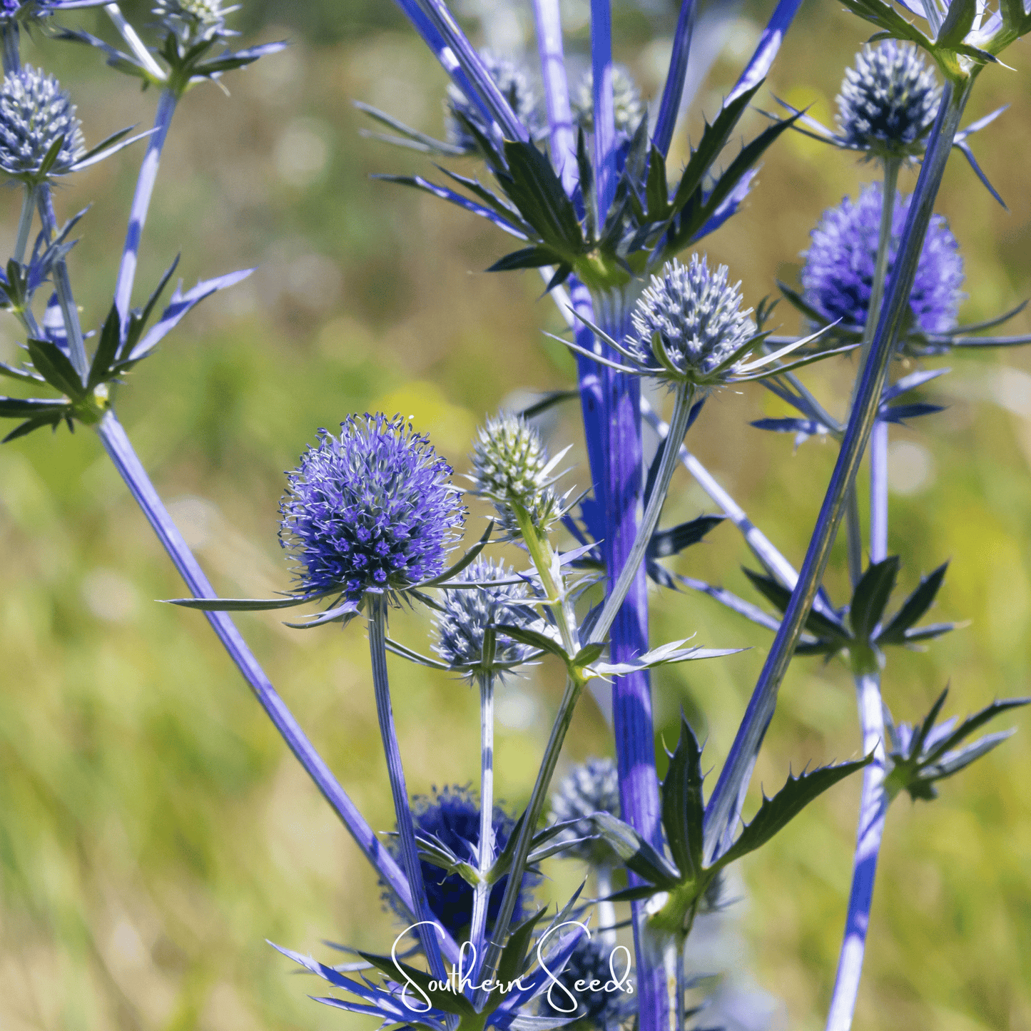 Alpine Sea Holly | 25 Seeds