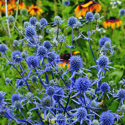Alpine Sea Holly | 25 Seeds