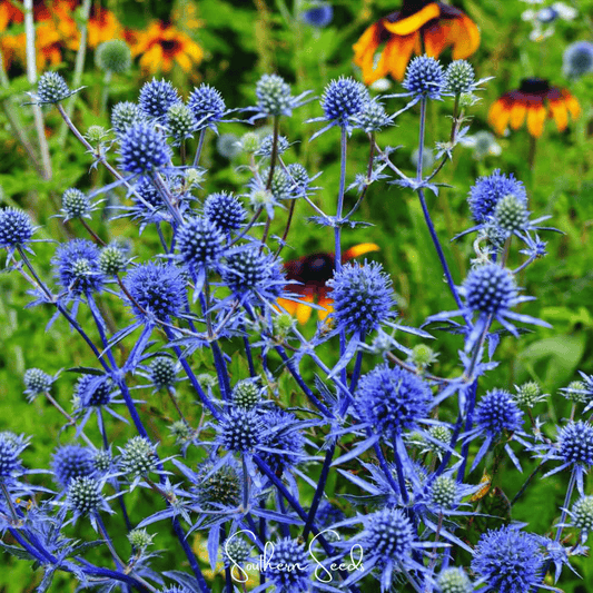Alpine Sea Holly | 25 Seeds