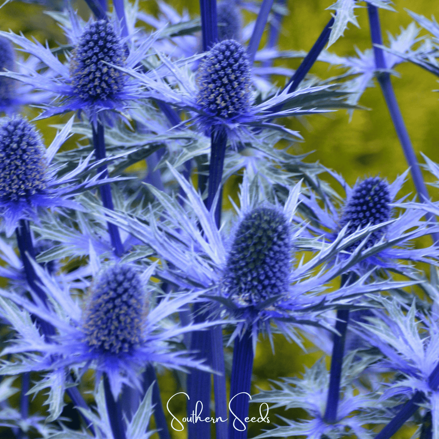 Alpine Sea Holly | 25 Seeds