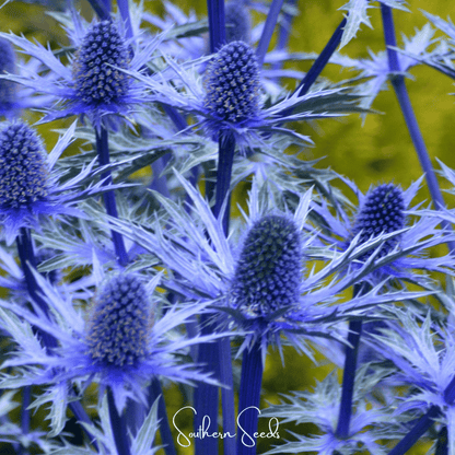 Alpine Sea Holly | 25 Seeds
