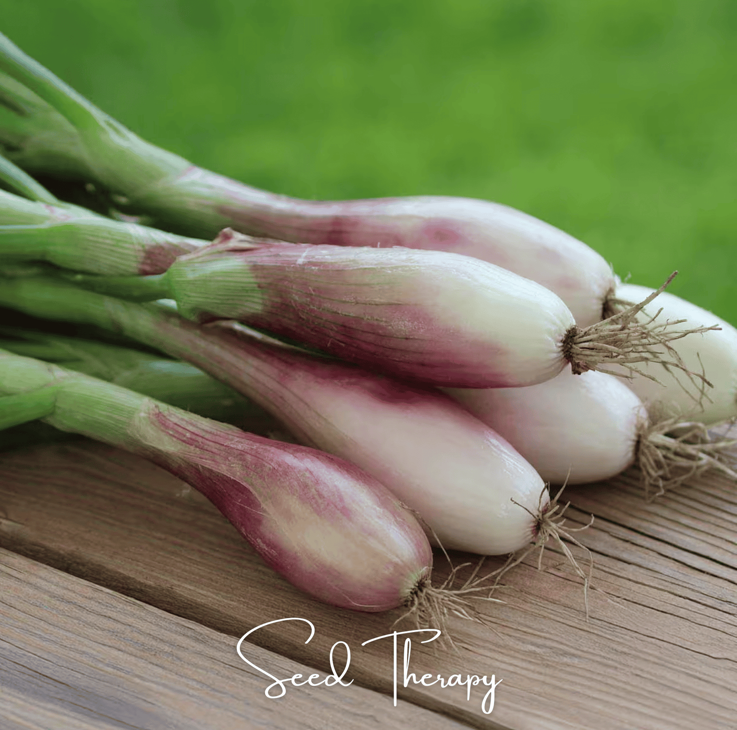 Zebrune Shallot | 25 Seeds