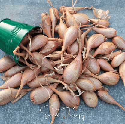 Zebrune Shallot | 25 Seeds