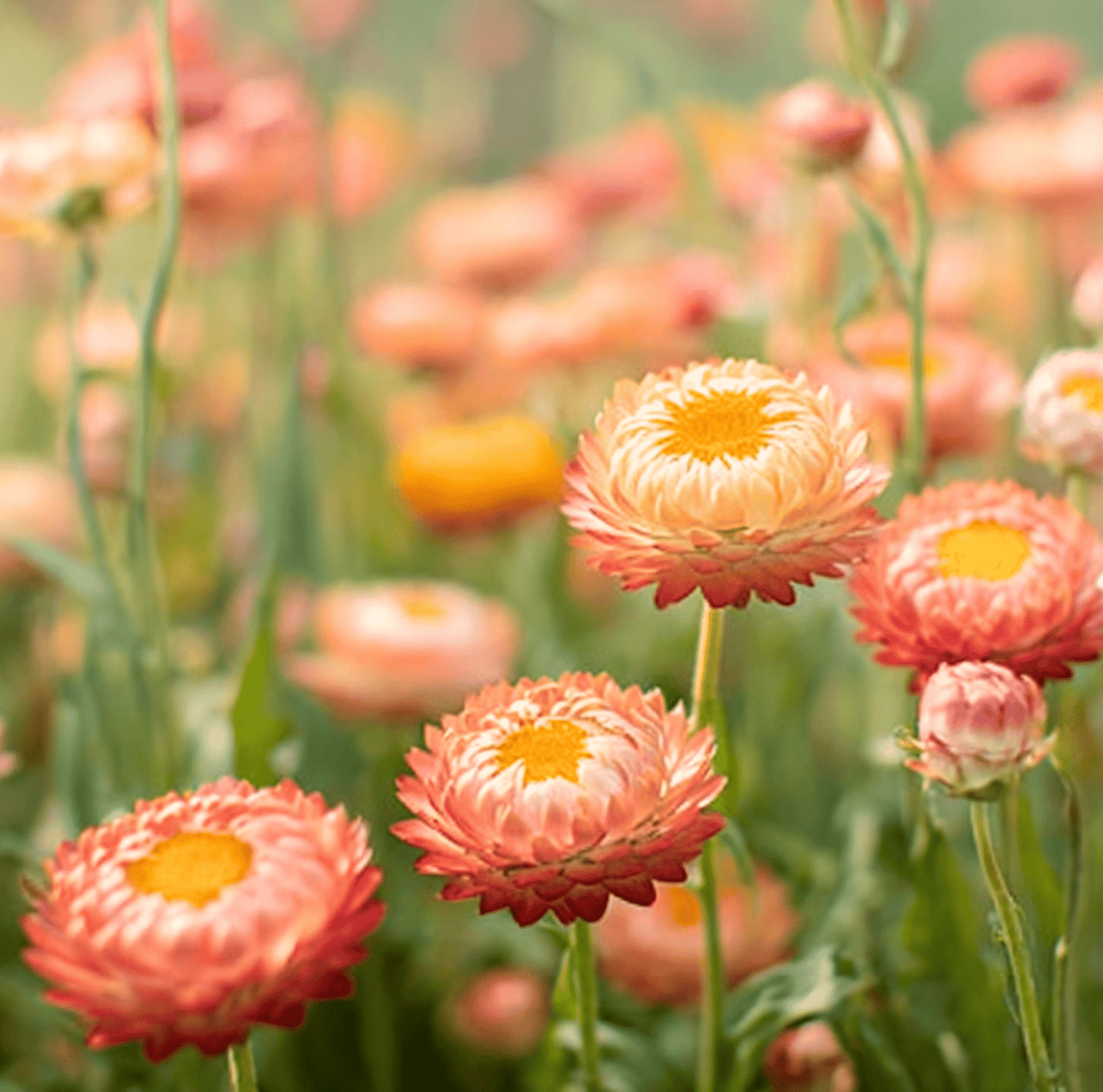 Apricot Peach Strawflower | 25 Seeds