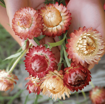Apricot Peach Strawflower | 25 Seeds