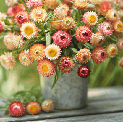 Apricot Peach Strawflower | 25 Seeds