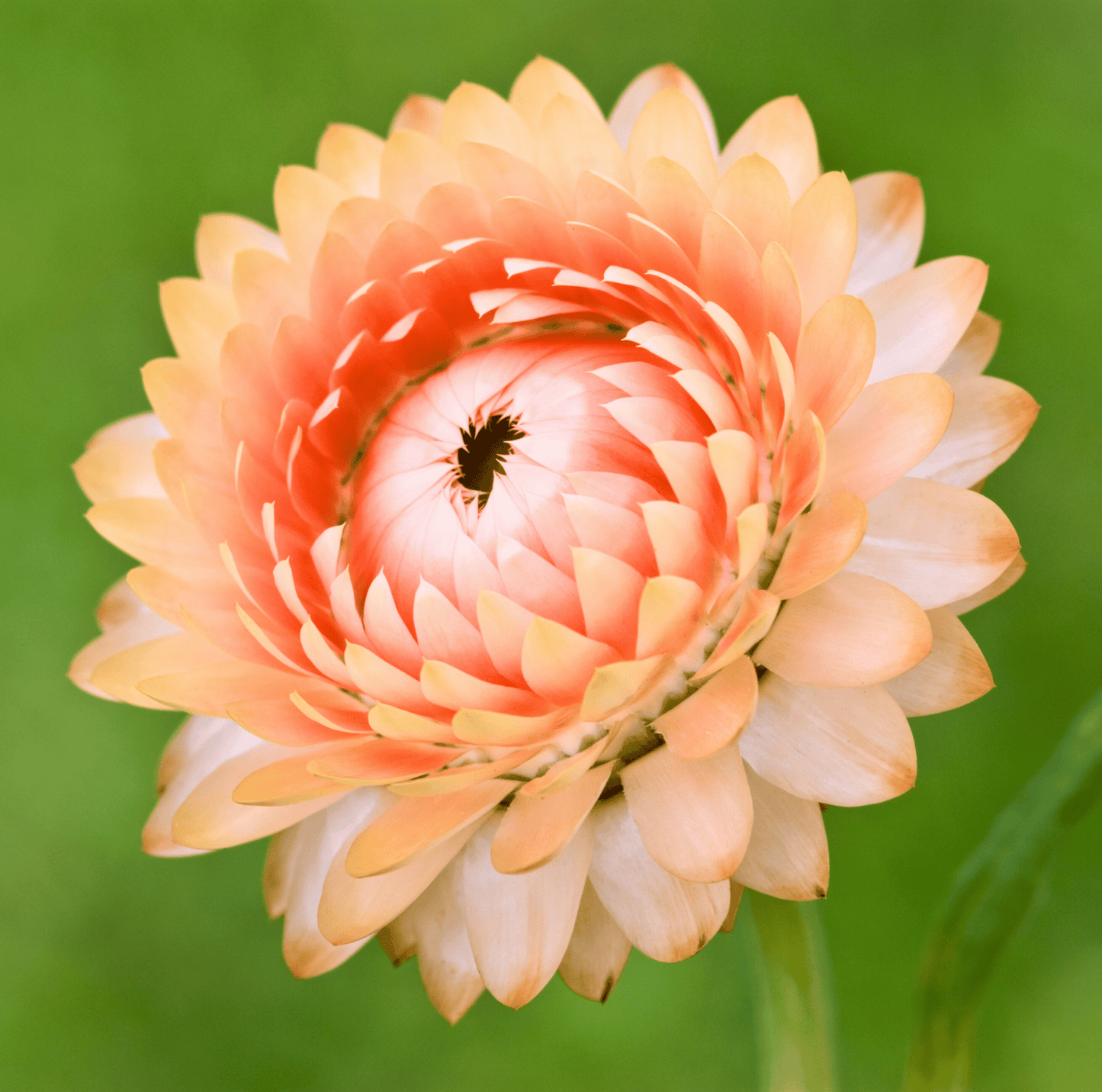 Apricot Peach Strawflower | 25 Seeds