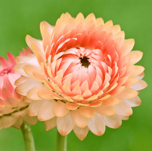 Apricot Peach Strawflower | 25 Seeds