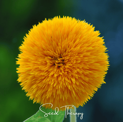 Giant Sungold Sunflower | 25 Seeds