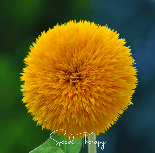 Giant Sungold Sunflower | 25 Seeds