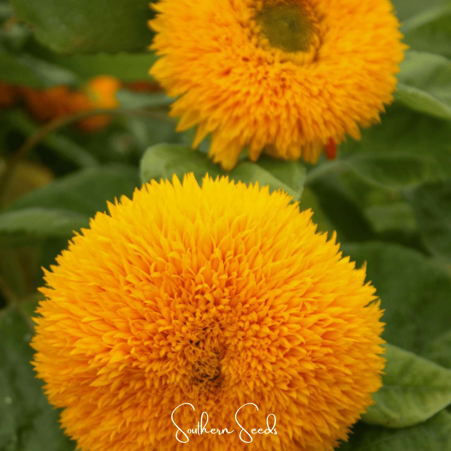 Giant Sungold Sunflower | 25 Seeds