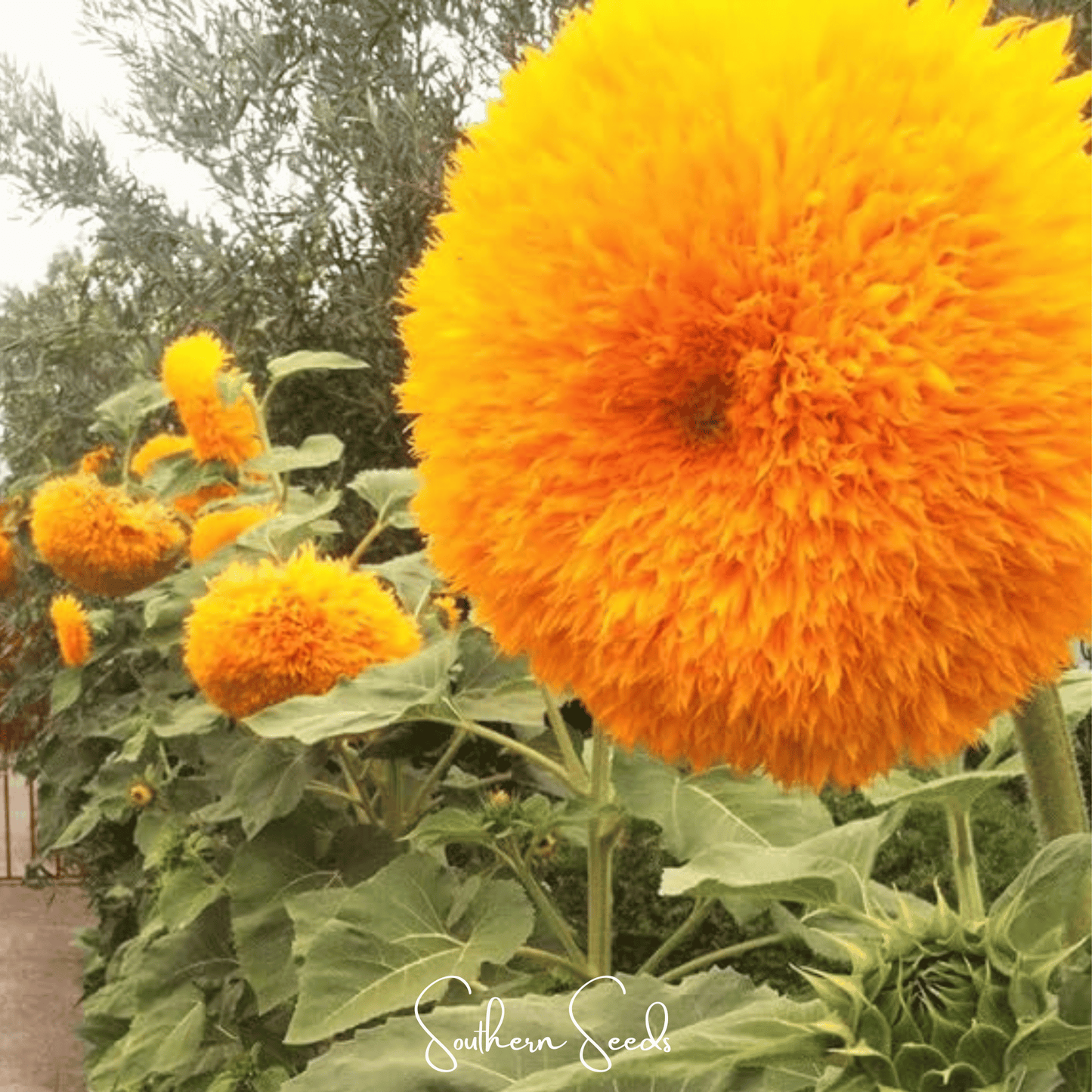 Giant Sungold Sunflower | 25 Seeds