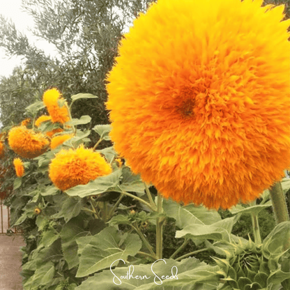 Giant Sungold Sunflower | 25 Seeds