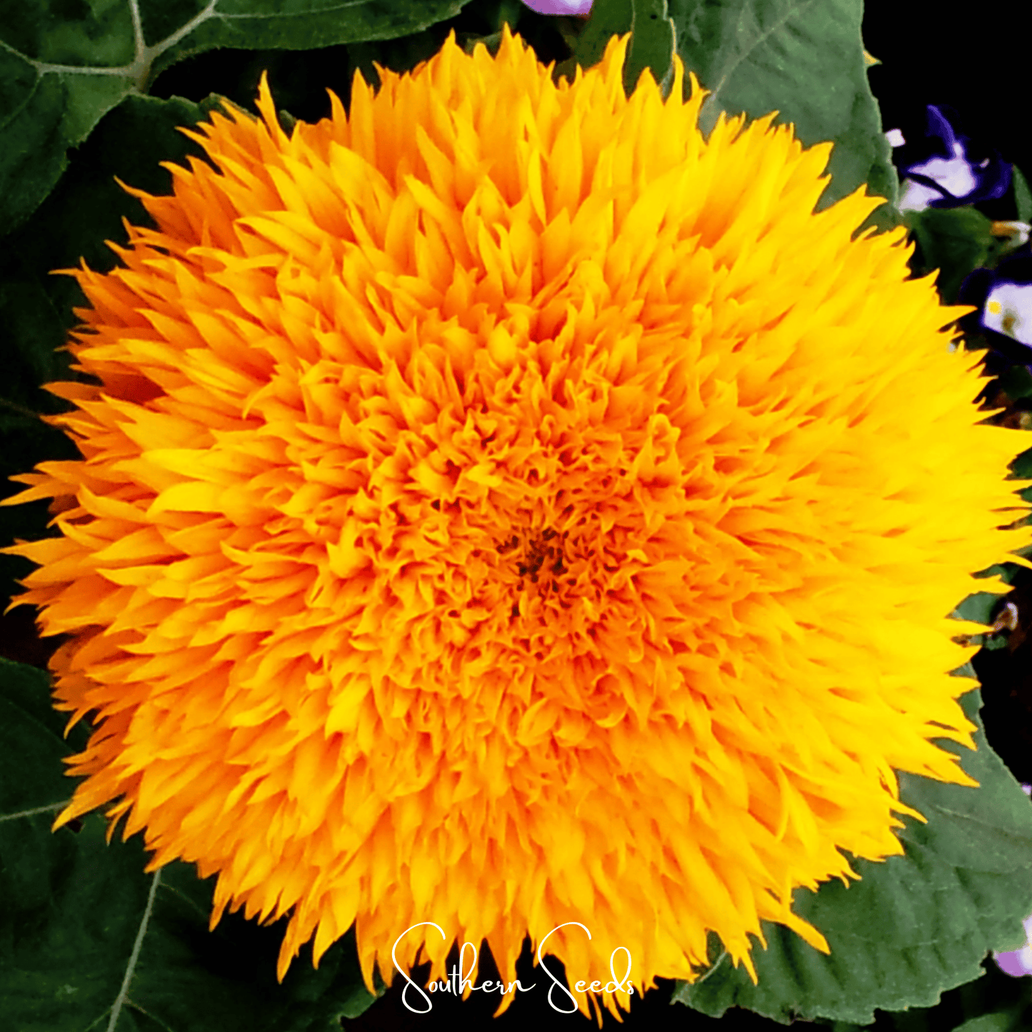 Giant Sungold Sunflower | 25 Seeds