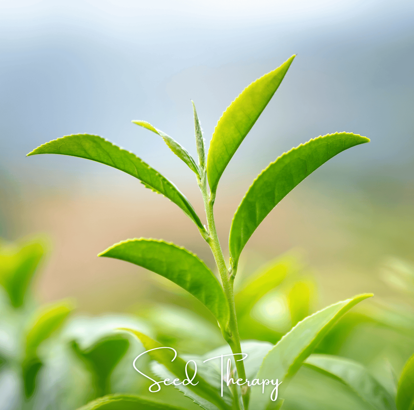 Tea Plant | 5 Seeds