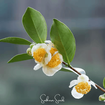 Tea Plant | 5 Seeds