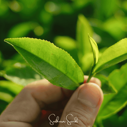 Tea Plant | 5 Seeds