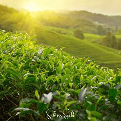 Tea Plant | 5 Seeds