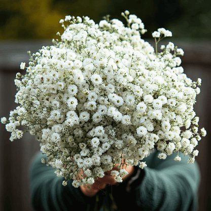 The Pearl Yarrow | 100 Seeds