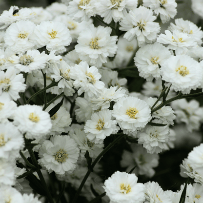 The Pearl Yarrow | 100 Seeds