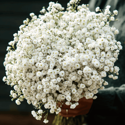 The Pearl Yarrow | 100 Seeds