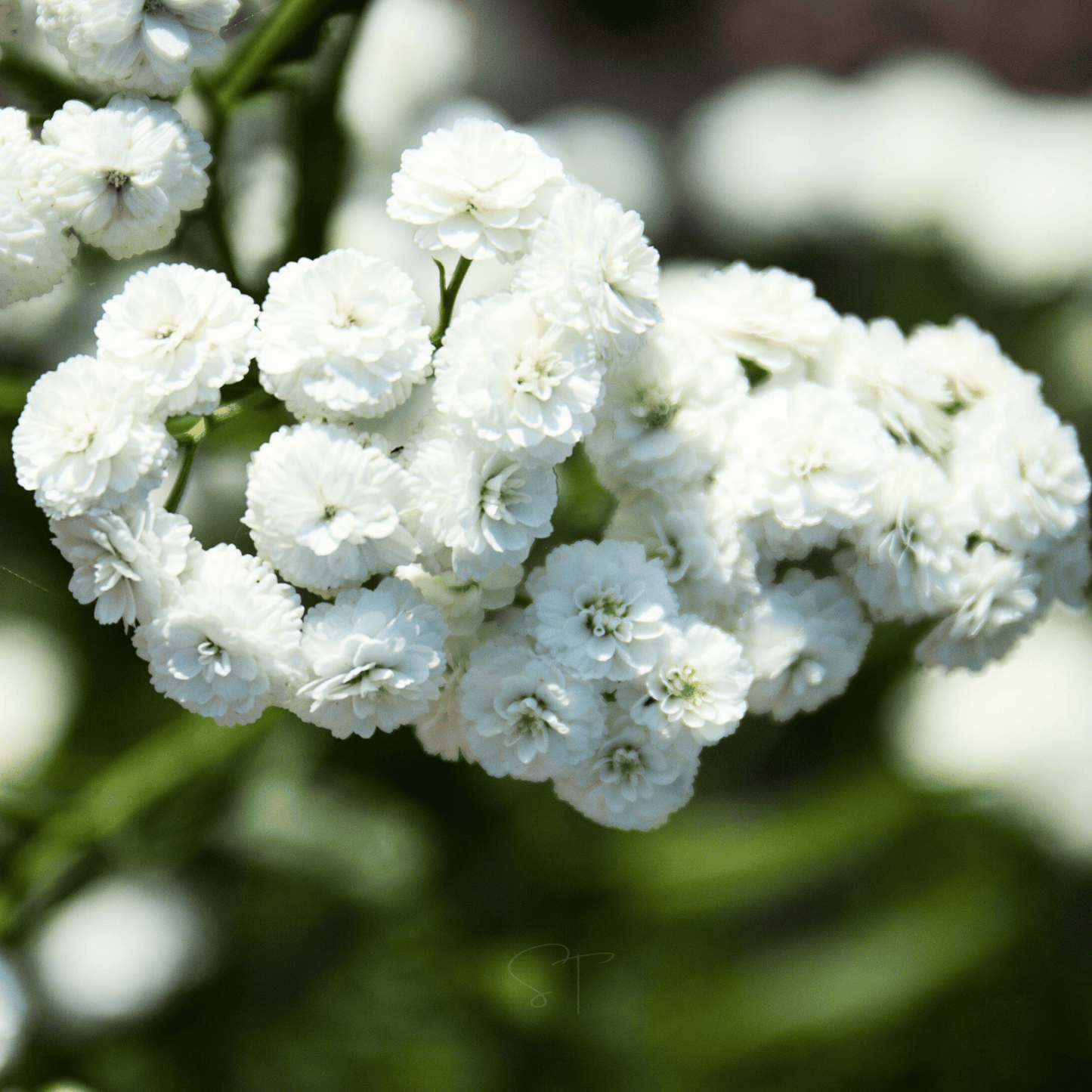 The Pearl Yarrow | 100 Seeds
