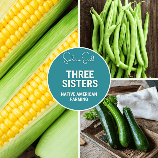Three Sisters Seed Collection | Native American Farming