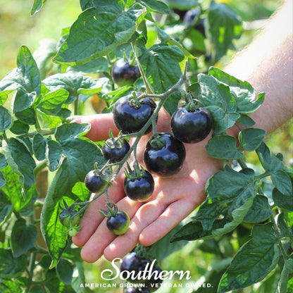 Black Cherry Tomato | 20 Seeds