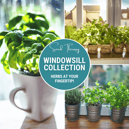 Windowsill Herb Seed Collection | Culinary