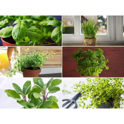 Windowsill Herb Seed Collection | Culinary